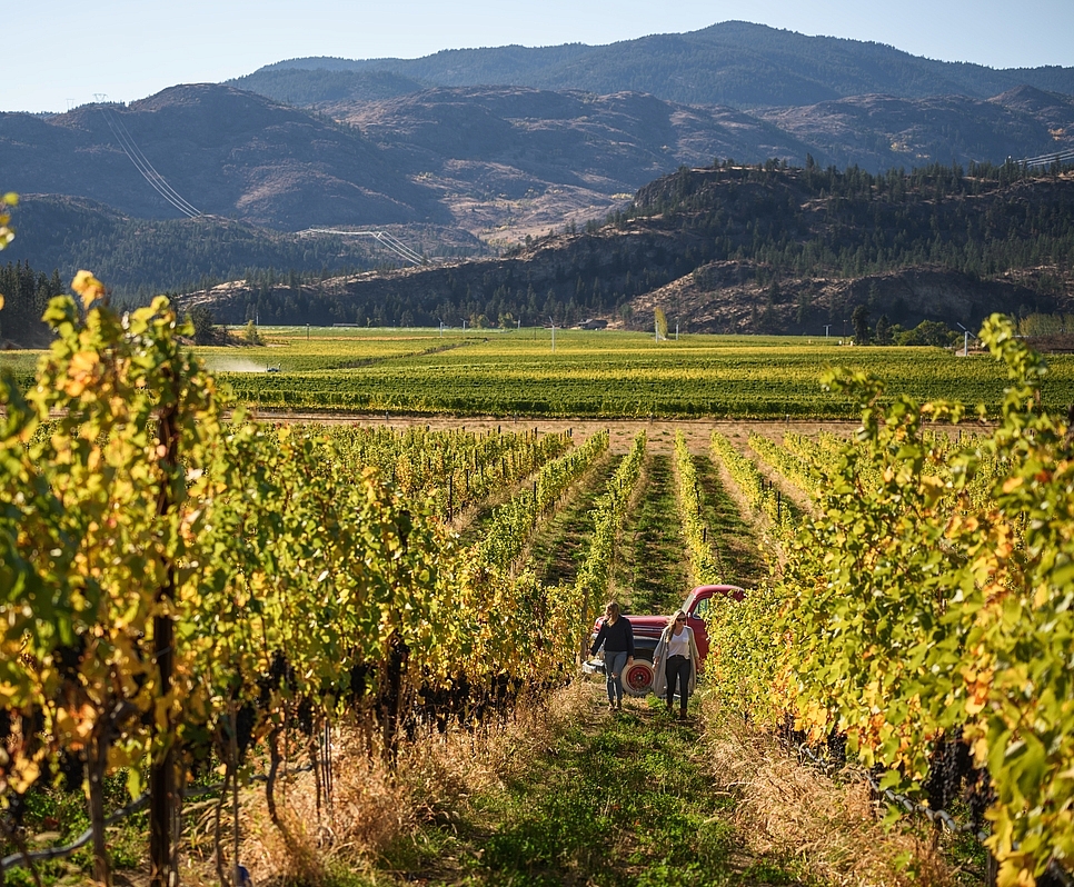 Two people walk between rows of vines at a winery