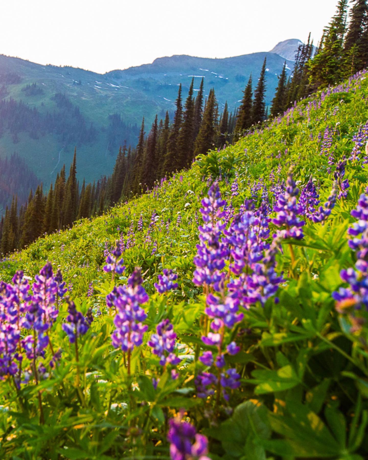 photo by RYAN CREARY caption reads: High alpine color spectrum 🌸 / Revelstoke, BC